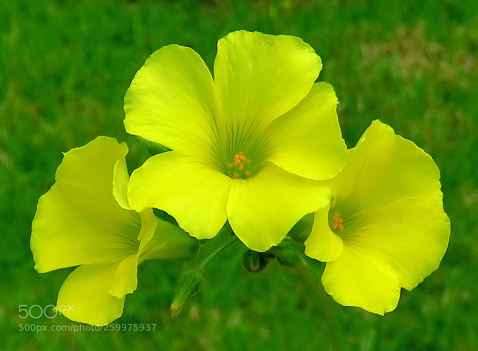 Canon PowerShot SX60 HS sample photo. Three yellow daisies in photography
