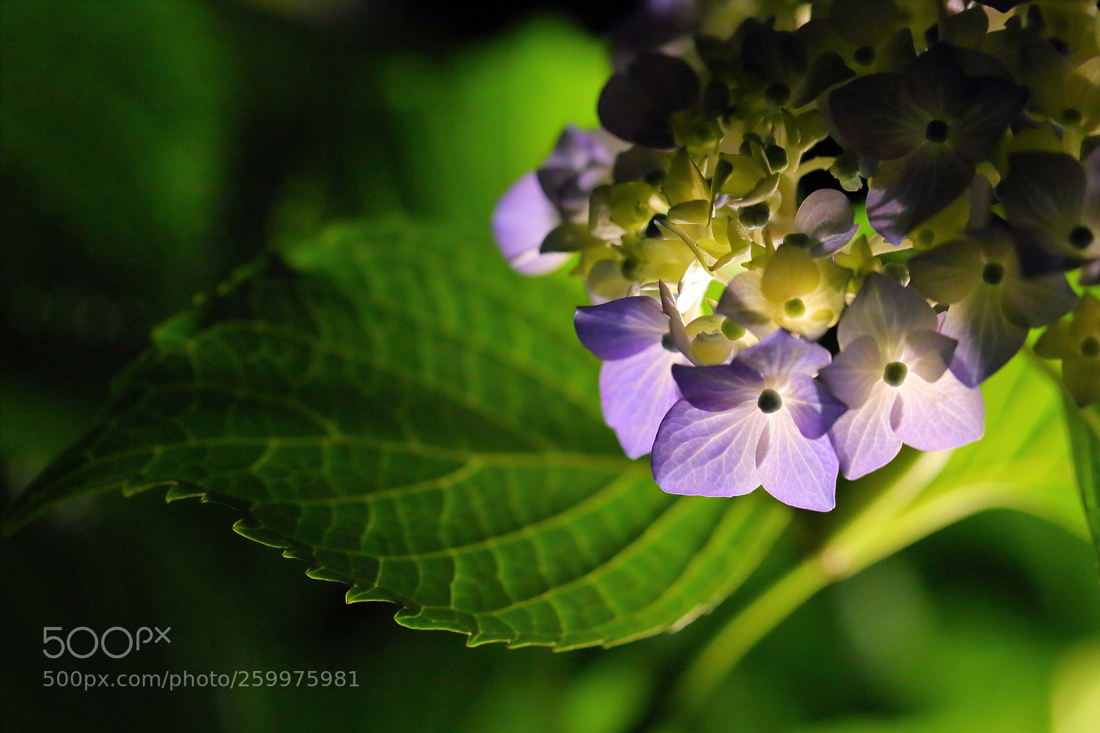 Canon EOS 6D sample photo. Hydrangeas  photography