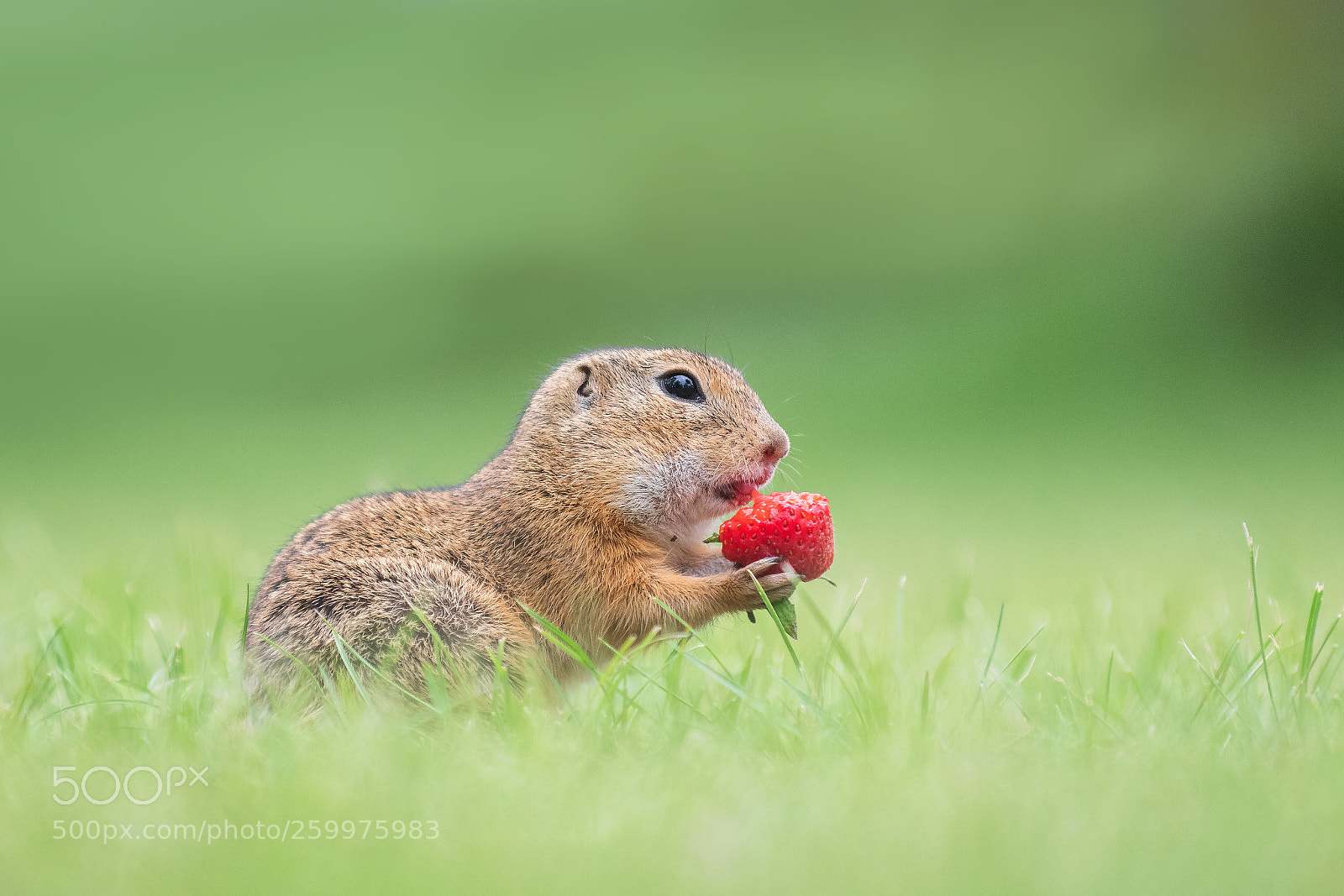 Nikon D500 sample photo. Ziesel with his strawberry ... photography