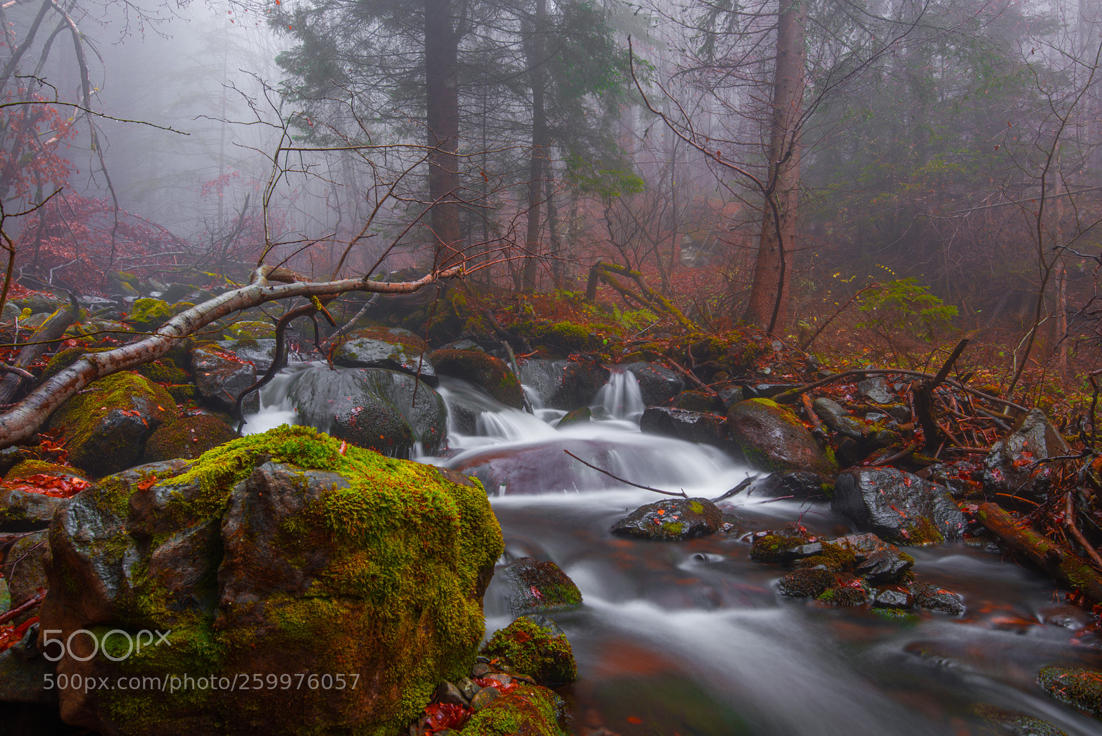 Nikon D810 sample photo. Forest river photography