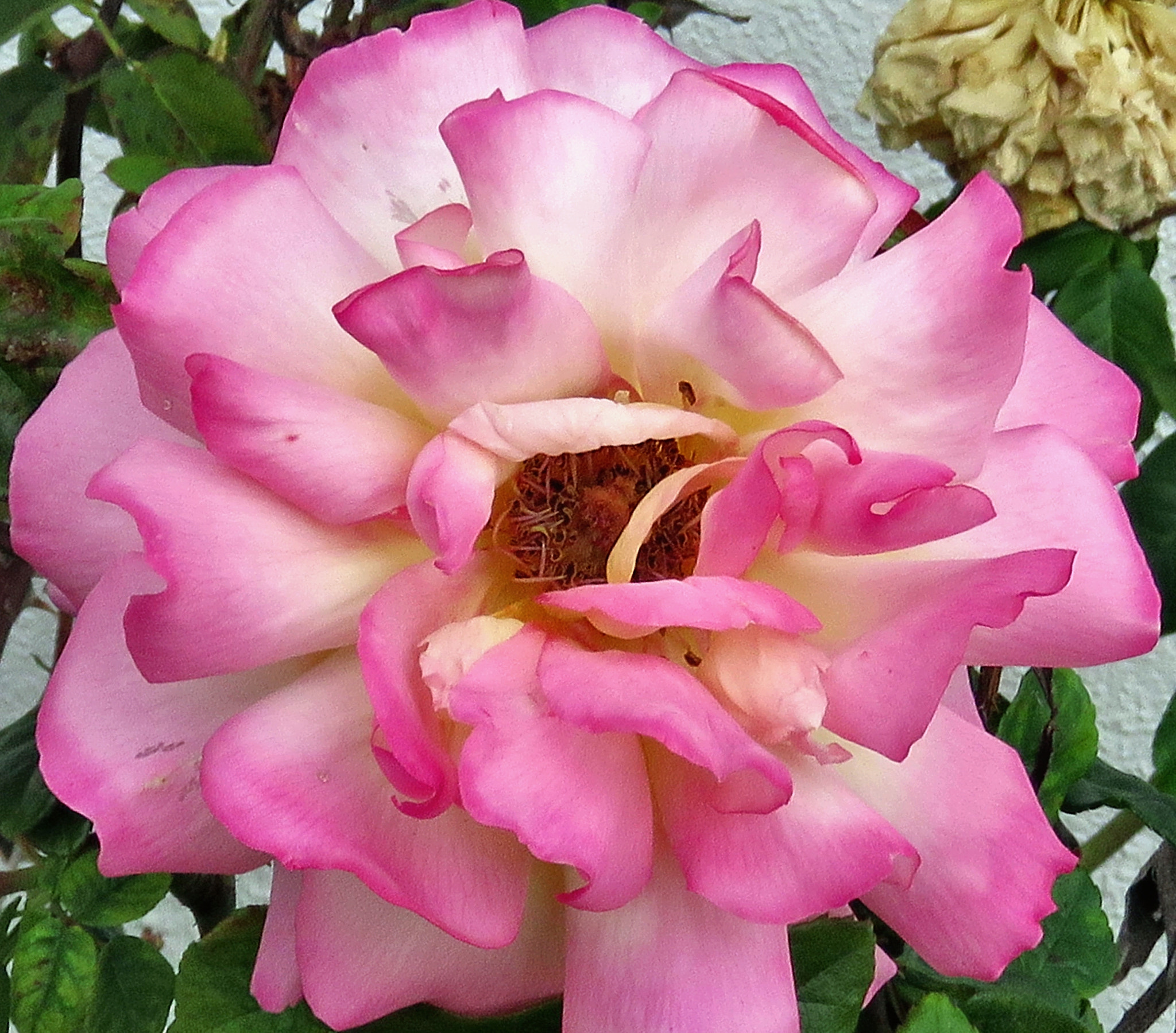 Canon PowerShot SX60 HS + 3.8 - 247.0 mm sample photo. A lovely pink rose photography