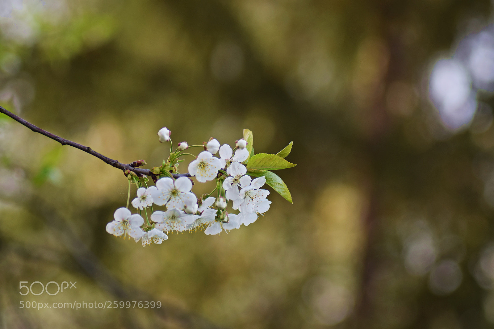 Nikon D3300 sample photo. 212.jpg photography