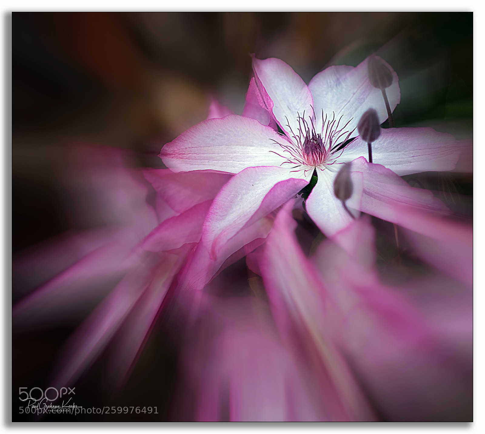 Fujifilm X-H1 sample photo. Clematis burst .. photography