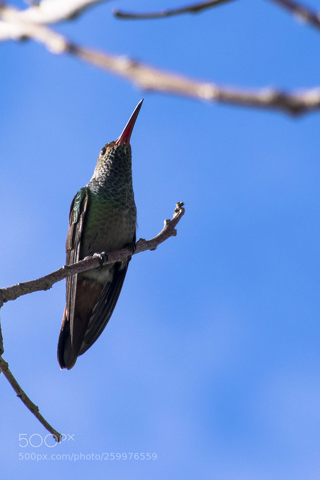 Nikon D3400 sample photo. Hummingbird photography