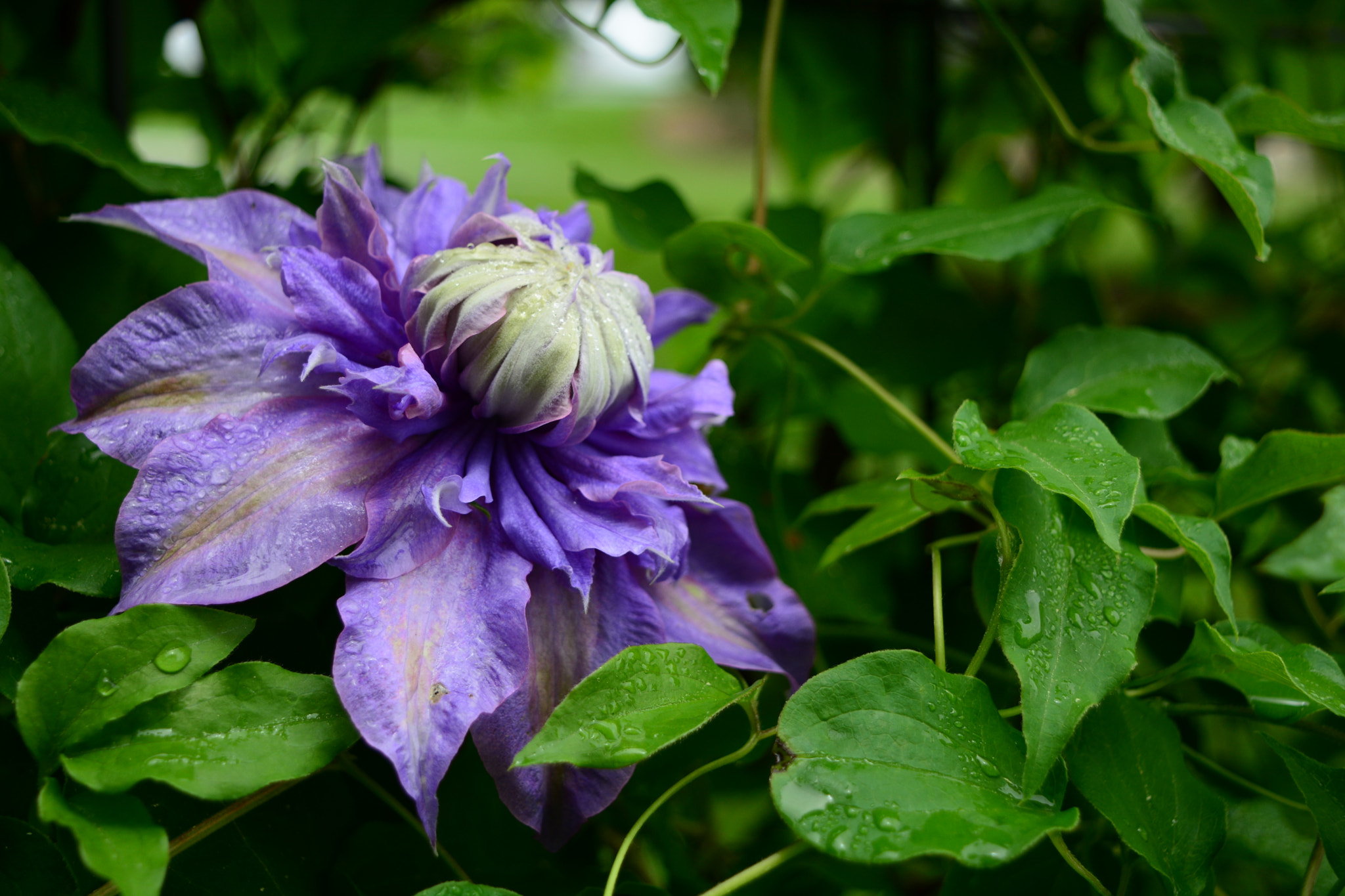 Nikon D7100 sample photo. Clematis photography