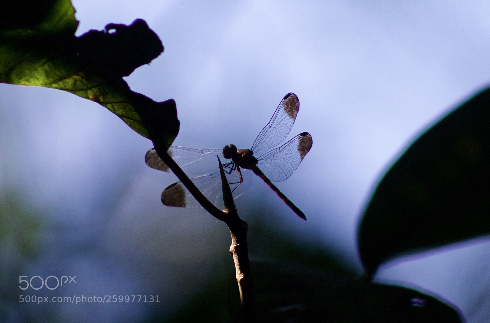 Canon EOS 1100D (EOS Rebel T3 / EOS Kiss X50) sample photo. Dragon-fly photography