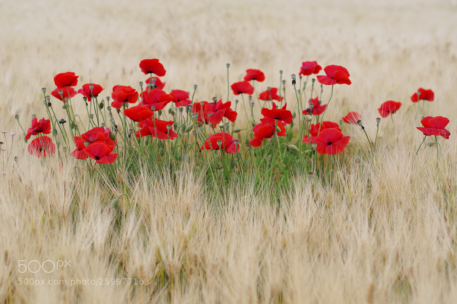 Pentax K-70 sample photo. Untitled photography