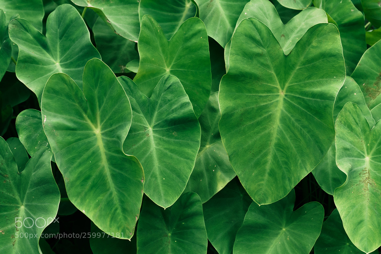 Sony a6000 sample photo. Green leaves grow by photography