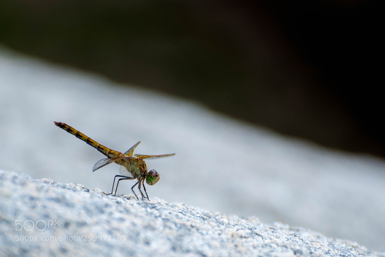 Nikon D750 sample photo. Jek photography