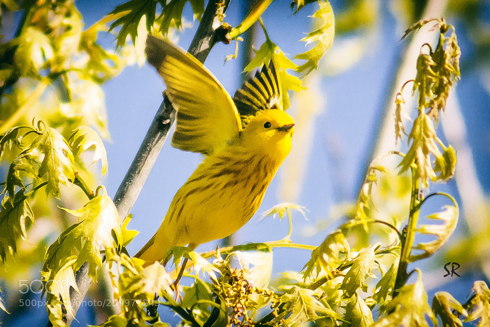 Nikon D7100 sample photo. Yellow warbler parc des photography