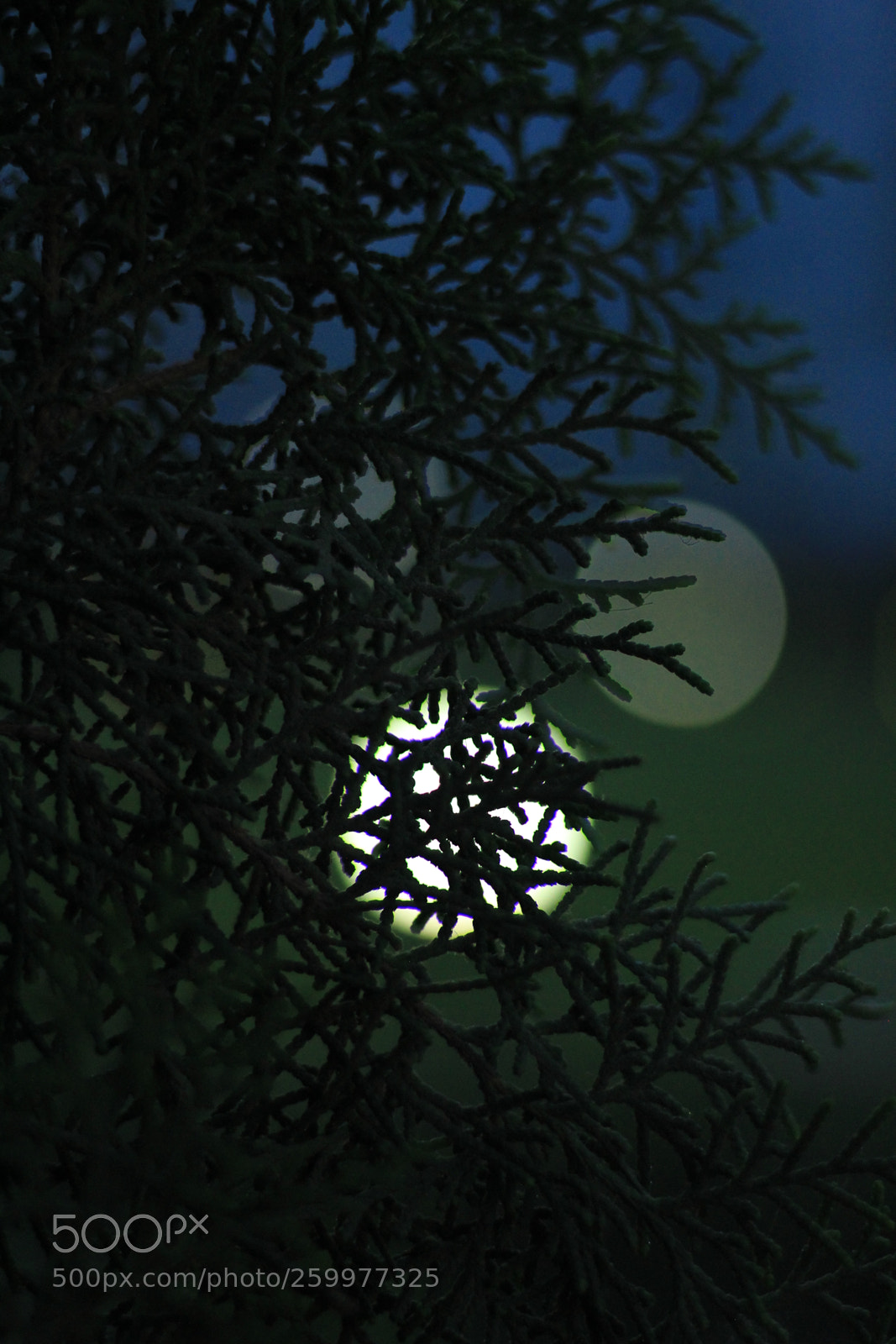 Canon EOS 1200D (EOS Rebel T5 / EOS Kiss X70 / EOS Hi) + Canon EF 50mm F1.8 STM sample photo. Leaf and light photography
