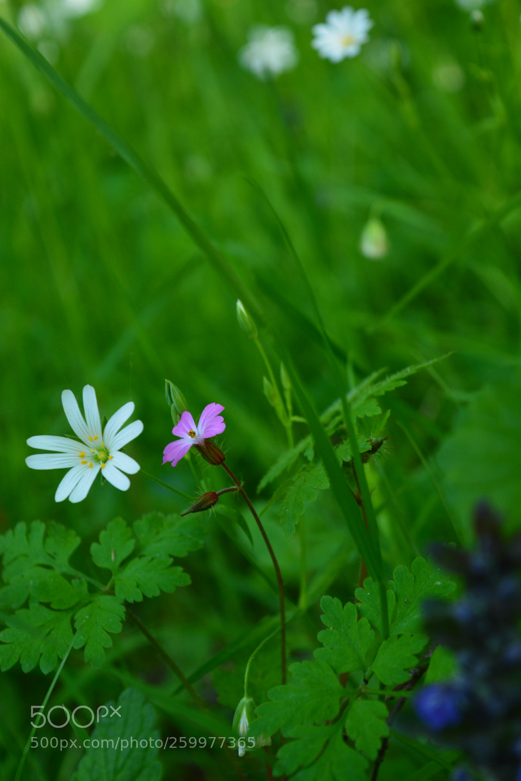 Nikon D5200 sample photo. Dsc photography