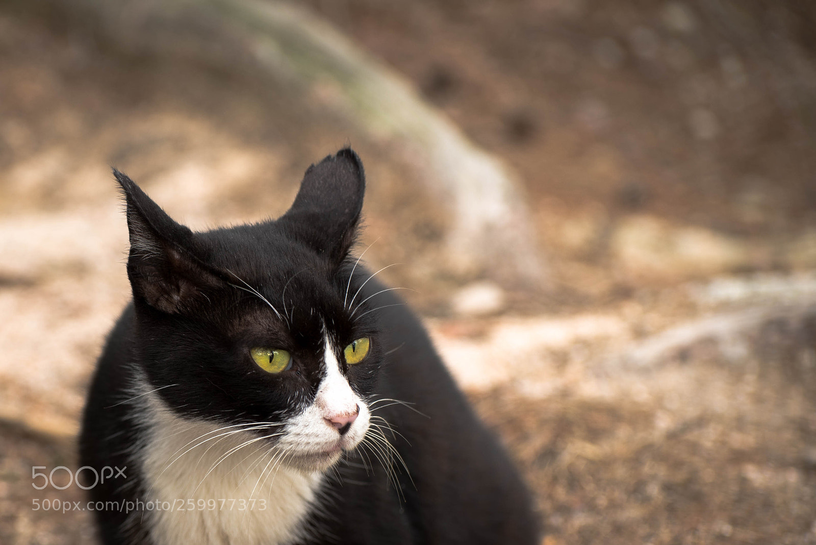 Nikon D750 sample photo. Jek photography