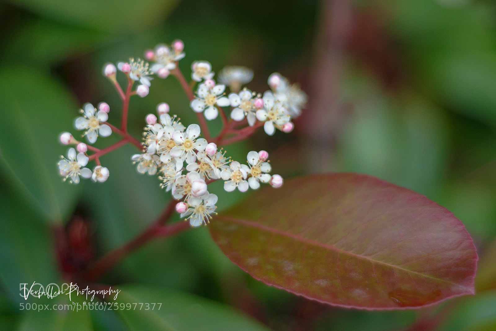Nikon D3300 sample photo. Pepitas photography