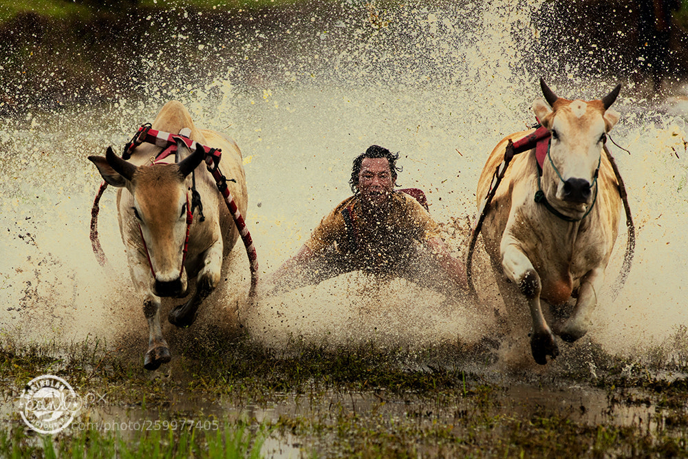 Canon EOS 5DS R sample photo. Pacu jawi ... cow race photography