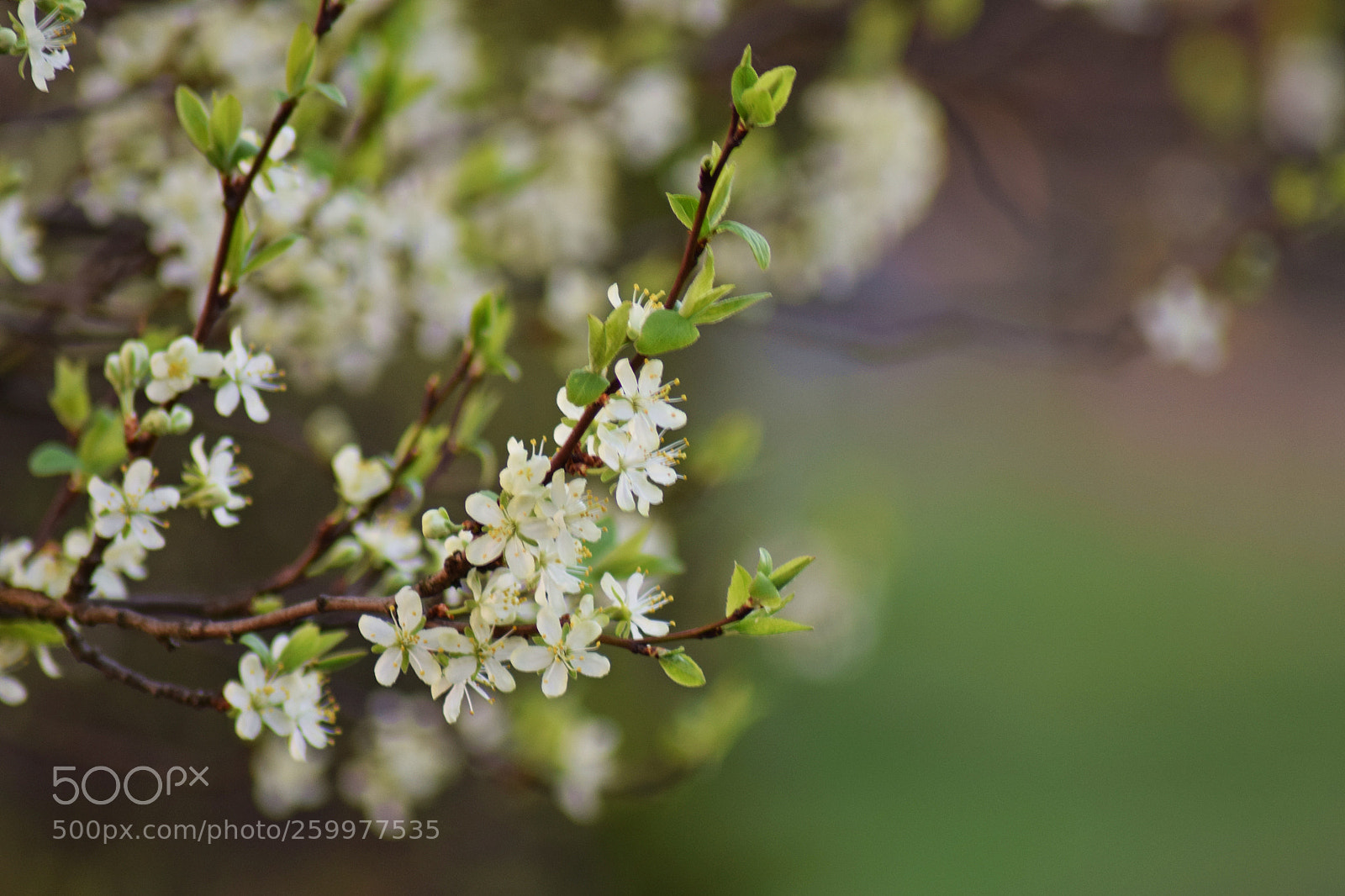 Nikon D3300 sample photo. 189.jpg photography