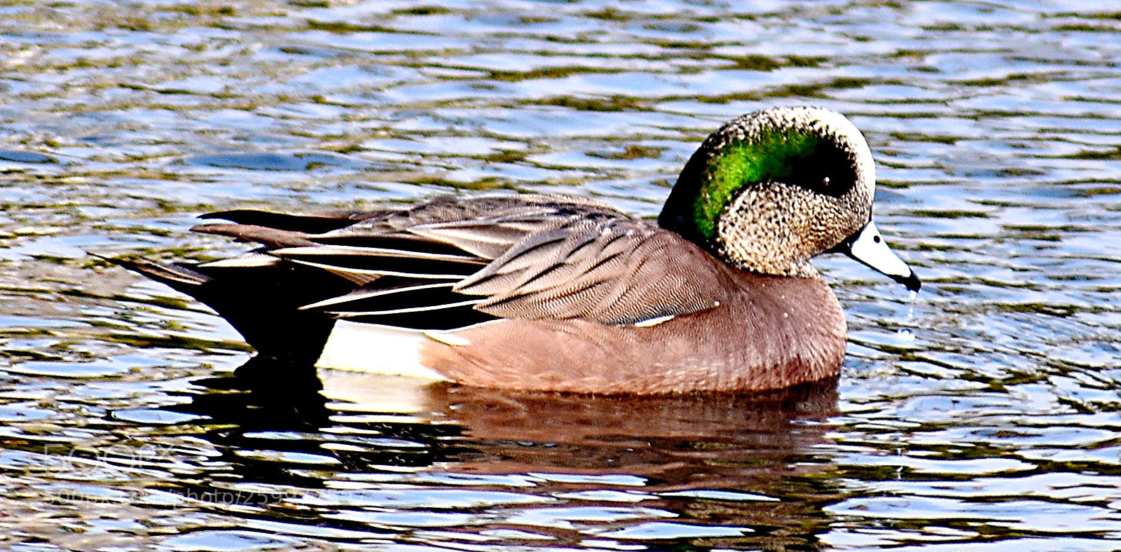 Nikon D7200 sample photo. A green duck swimming photography