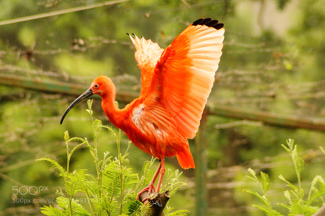 Sony SLT-A58 sample photo. Ibis escarlata. photography