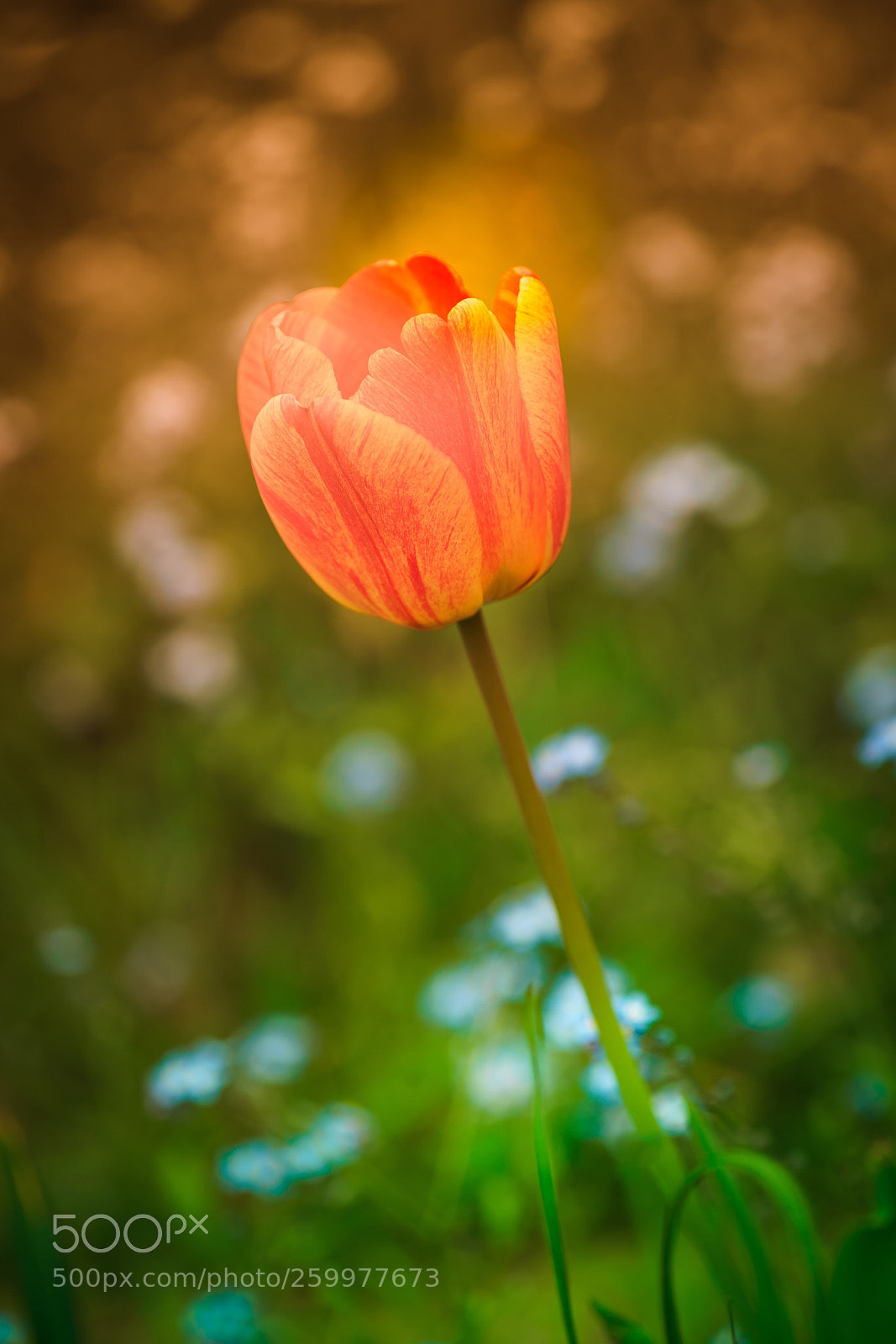 Sony a7R III sample photo. Untitled photography