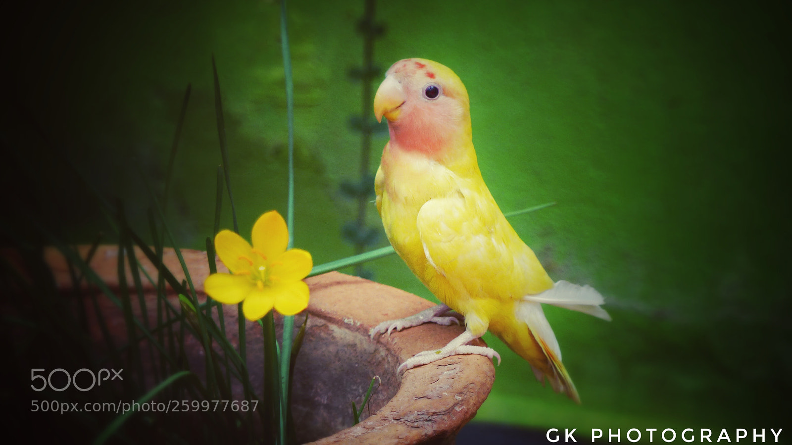 Panasonic Lumix DMC-FZ200 sample photo. Yellow sunshine photography