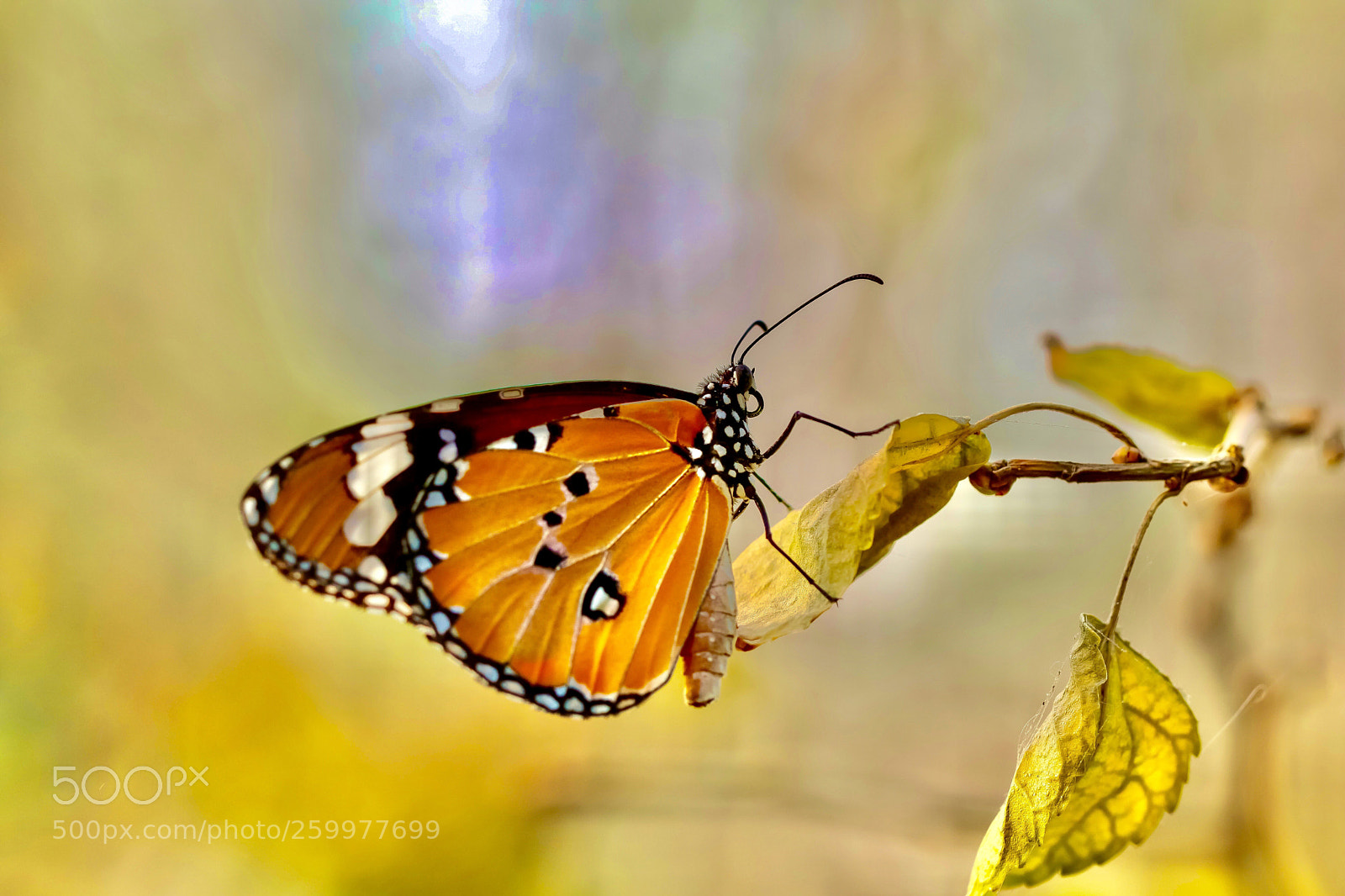 Canon EOS 80D sample photo. Flying jewel-v photography