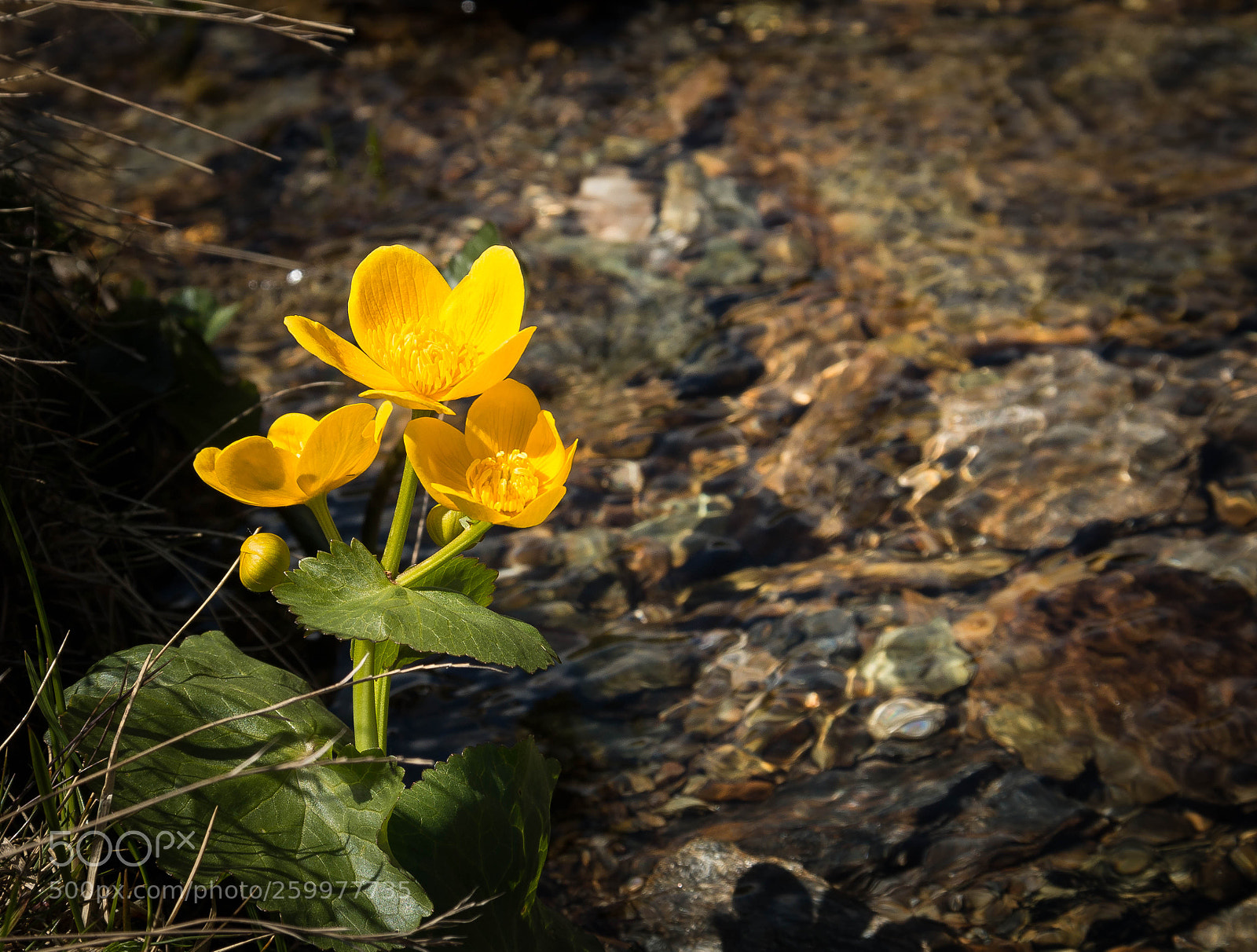 Canon EOS 70D sample photo. Untitled photography