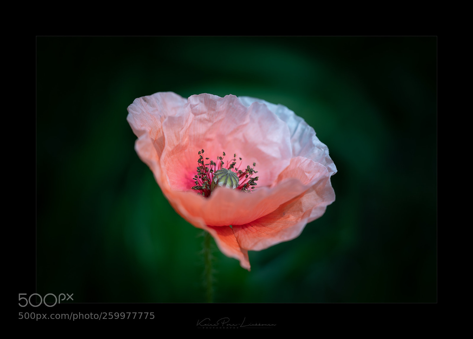 Sony a99 II sample photo. Poppy photography