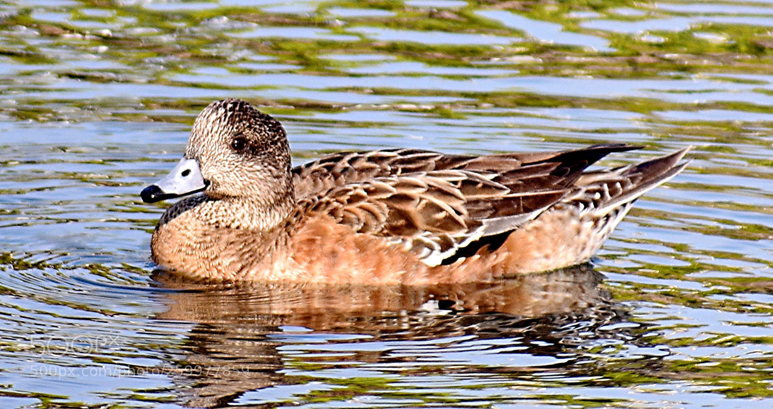 Nikon D7200 sample photo. A brown duck swimming photography