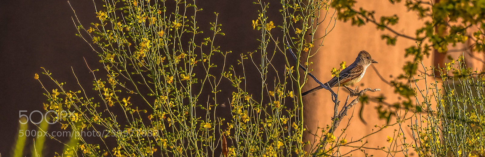 Nikon D5 sample photo. A bird in the photography