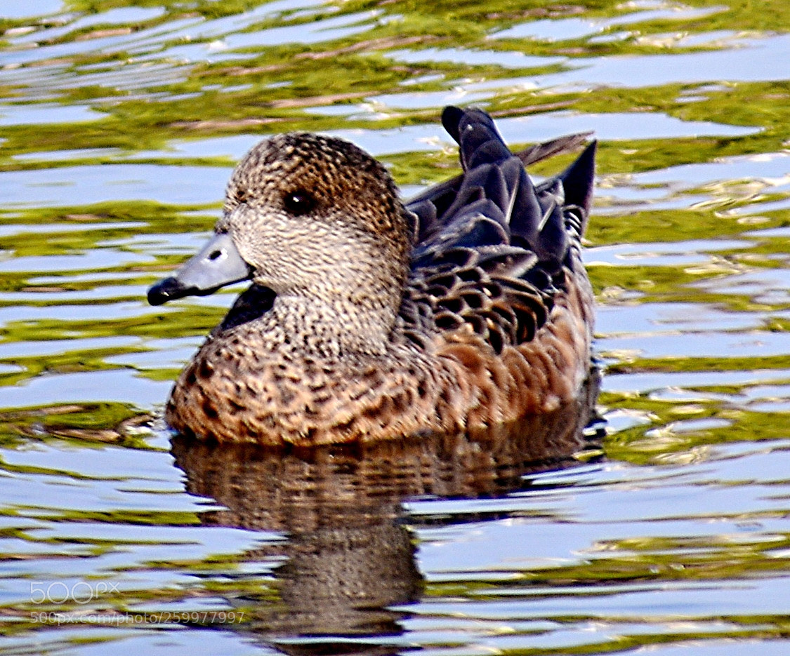 Nikon D7200 sample photo. A brown duck coming photography