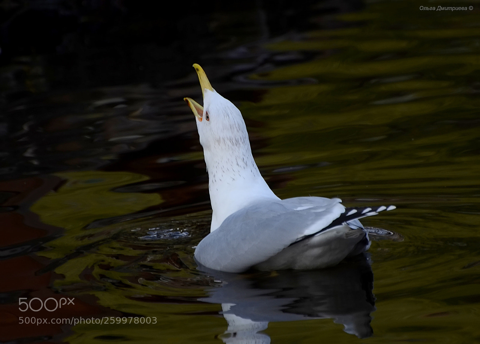 Nikon D7000 sample photo. *** photography