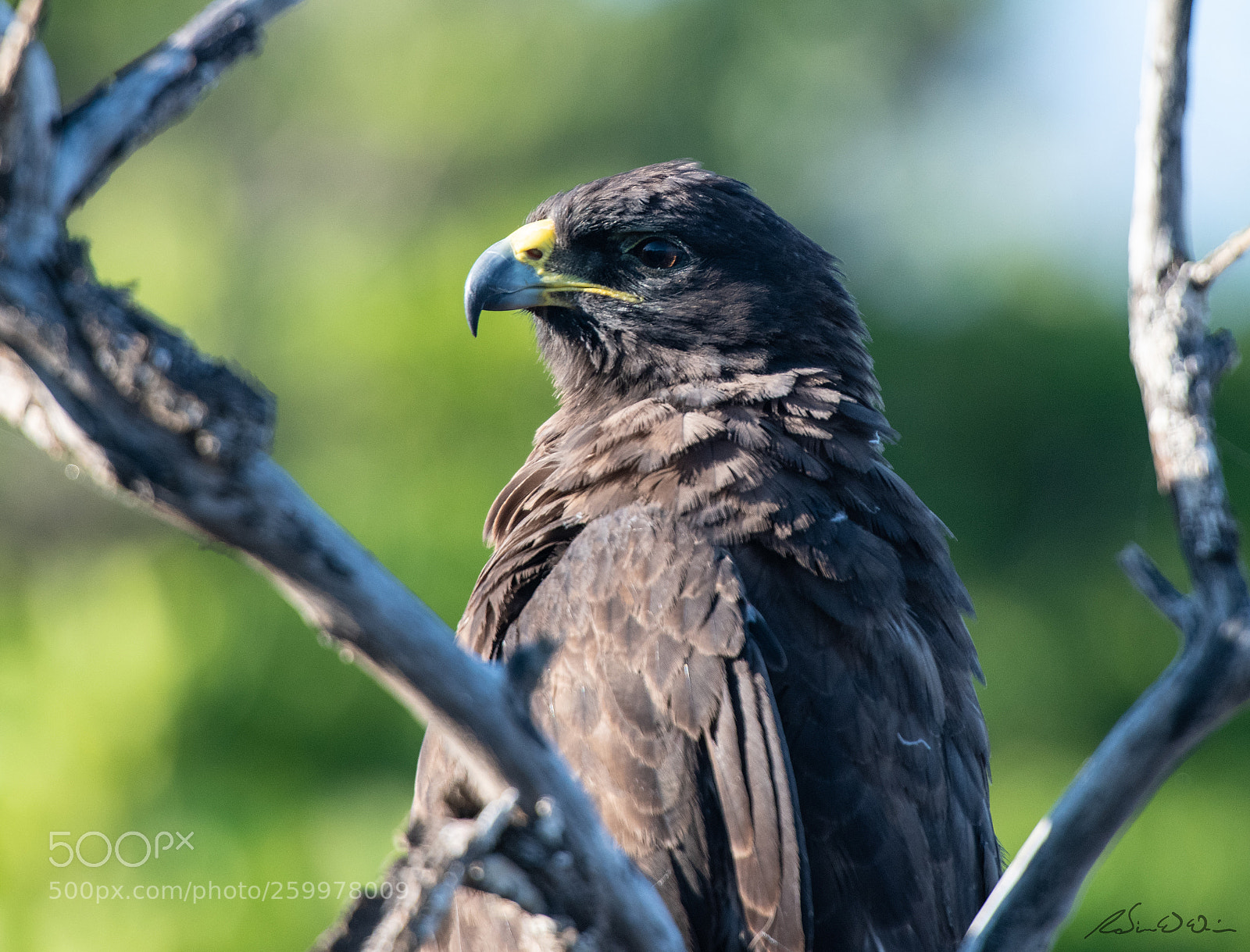 Nikon D850 sample photo. Galapagos wildlife - galapagos photography