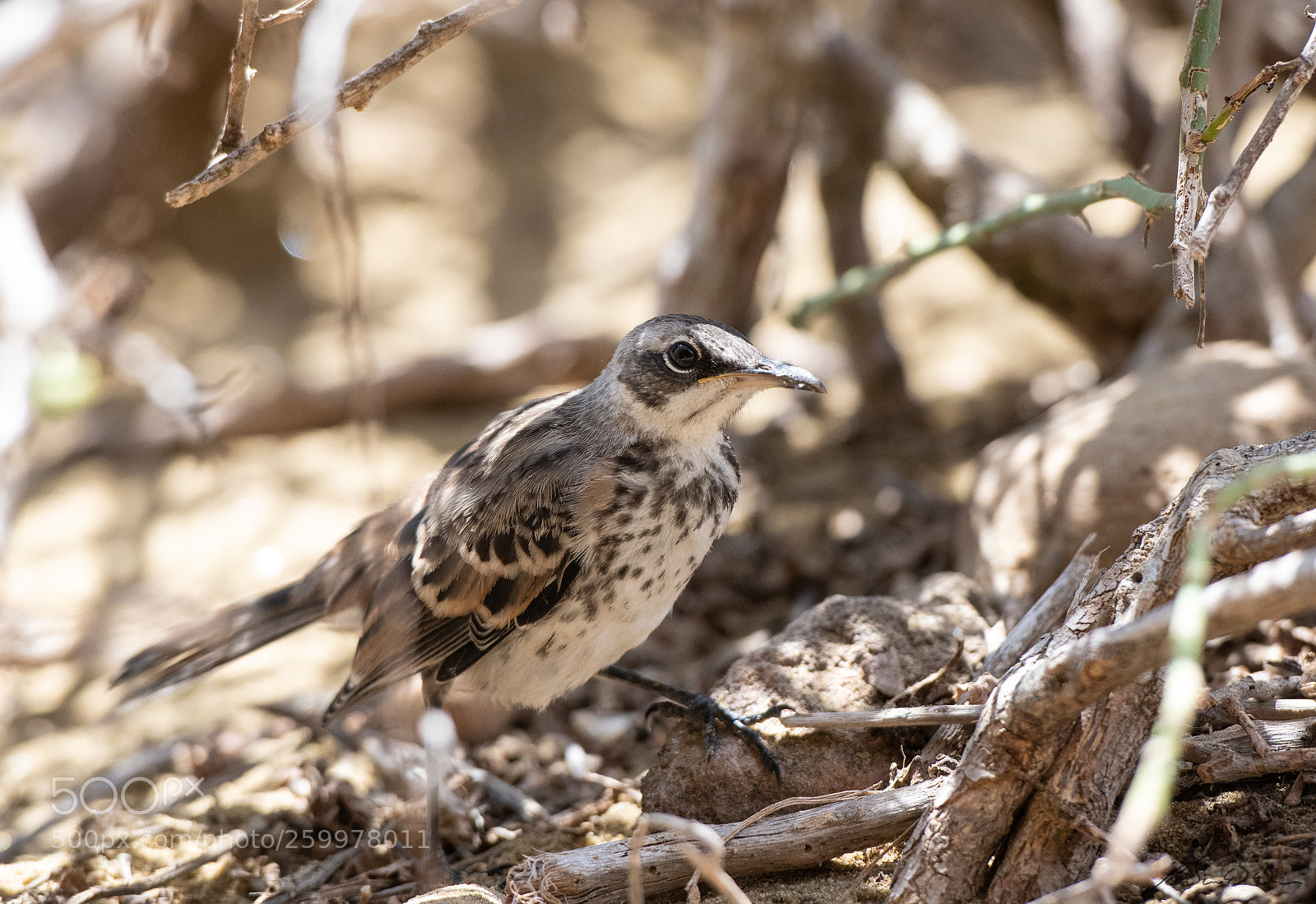 Nikon D850 sample photo. Galapagos wildlife - mocking photography