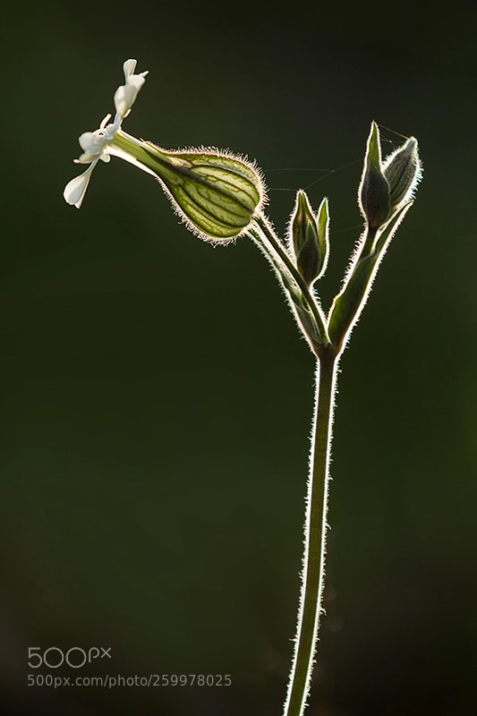Canon EOS 60D sample photo. Img photography