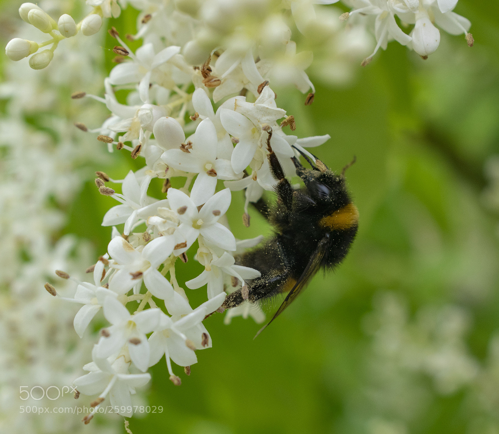 Nikon D5300 sample photo. Bourgeon photography