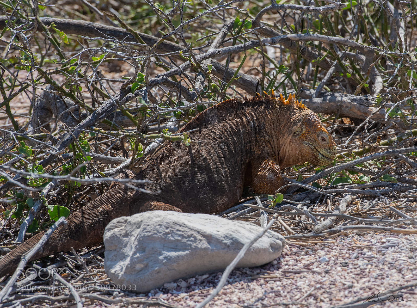 Nikon D850 sample photo. Galapagos wildlife - land photography