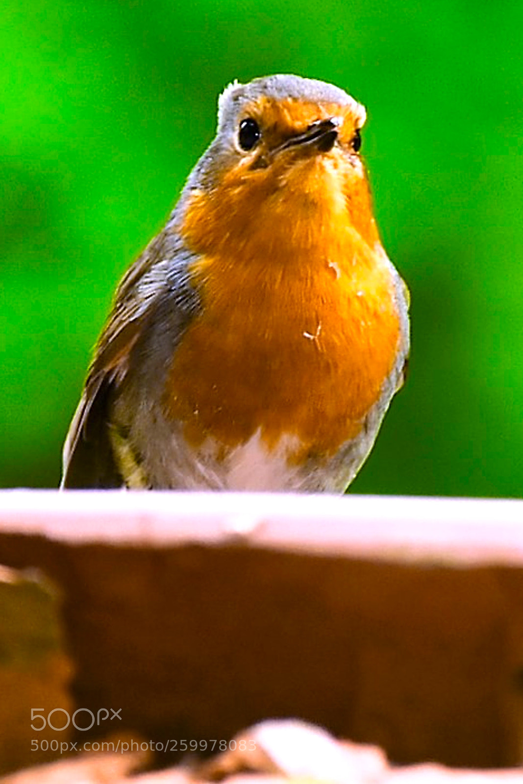 Nikon D750 sample photo. Rotkehlchen 2 photography