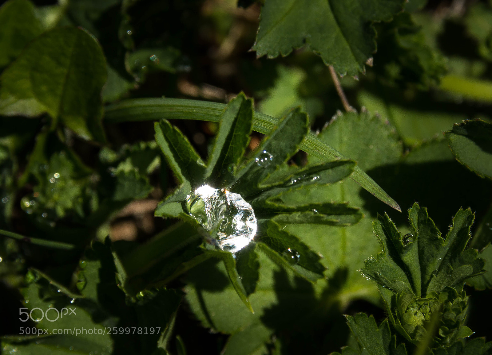 Canon EOS 70D sample photo. Diamond photography