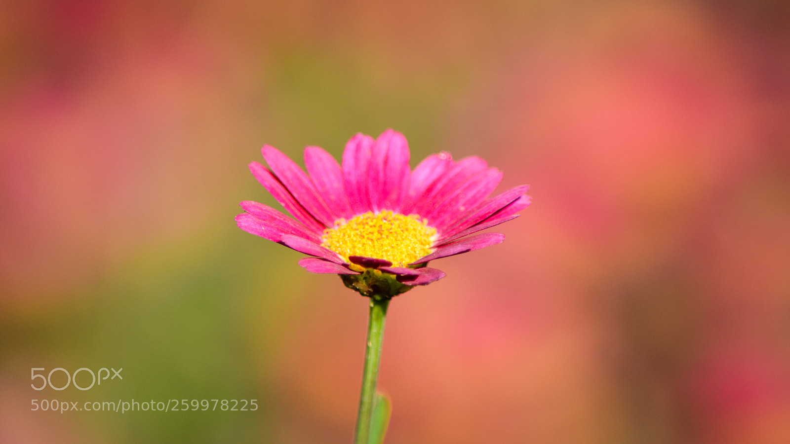 Nikon D5300 sample photo. Pink flower photography