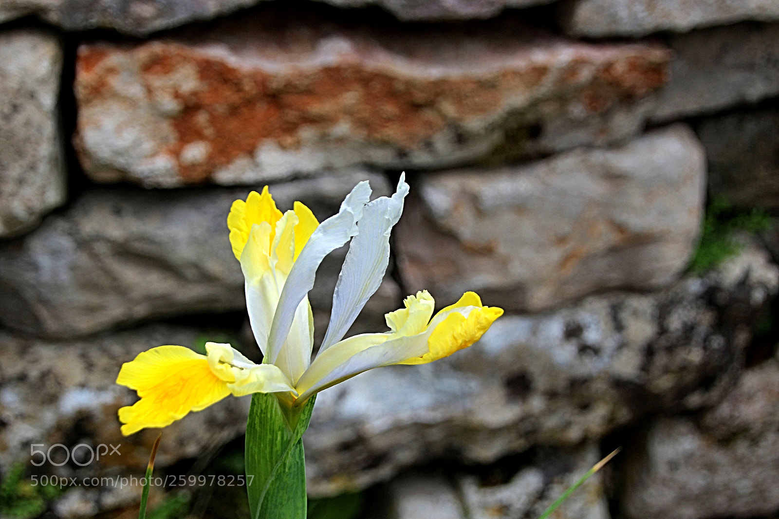 Canon EOS 600D (Rebel EOS T3i / EOS Kiss X5) sample photo. Flor amarilla photography