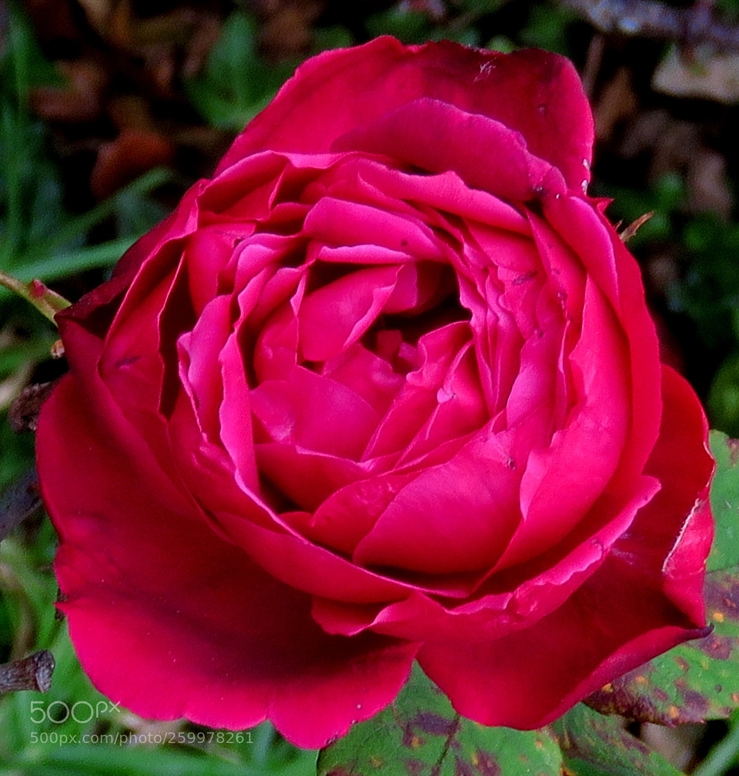 Canon PowerShot SX60 HS sample photo. A red rose in photography