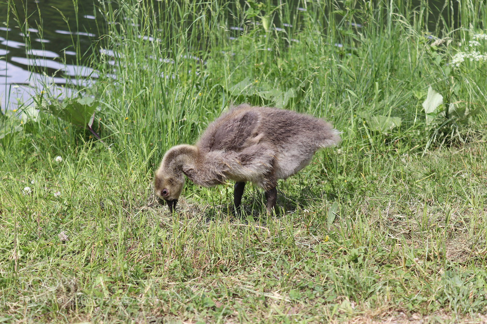 Canon EOS 200D (EOS Rebel SL2 / EOS Kiss X9) sample photo. Little goose photography