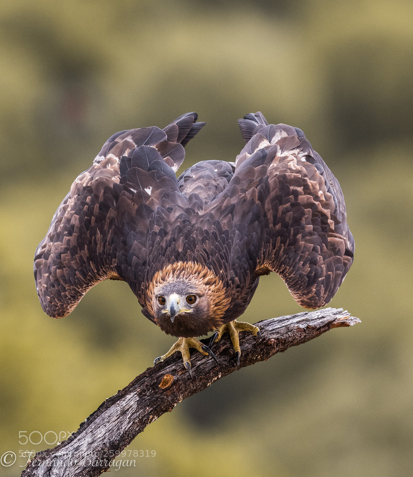 Canon EOS 7D Mark II sample photo. Aguila real ready for photography