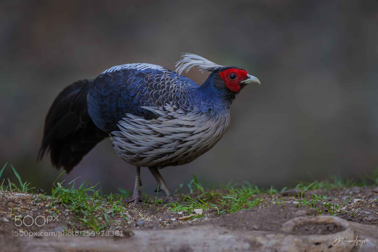 Canon EOS-1D X sample photo. Kalij pheasant male photography