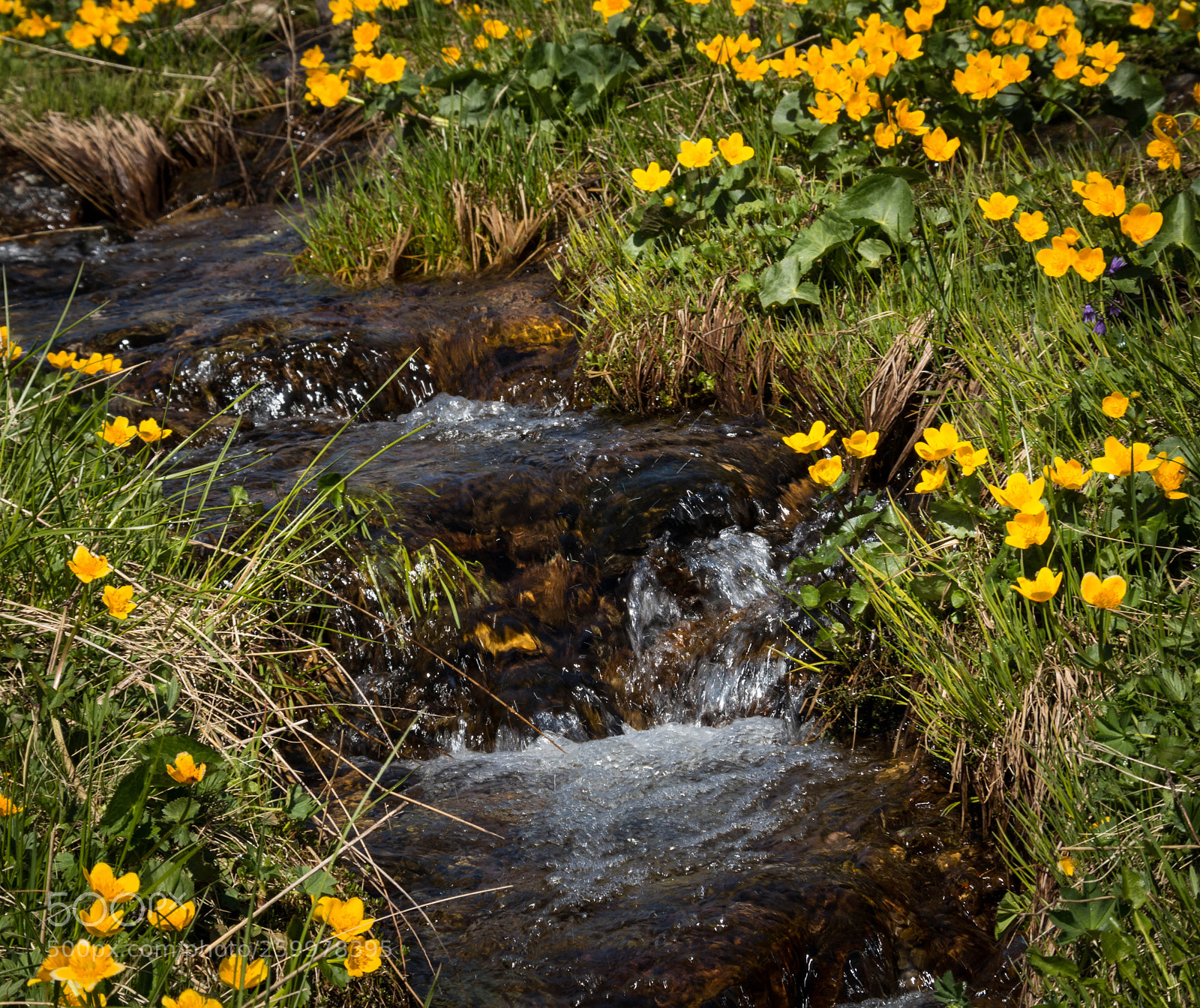 Canon EOS 70D sample photo. Spring photography