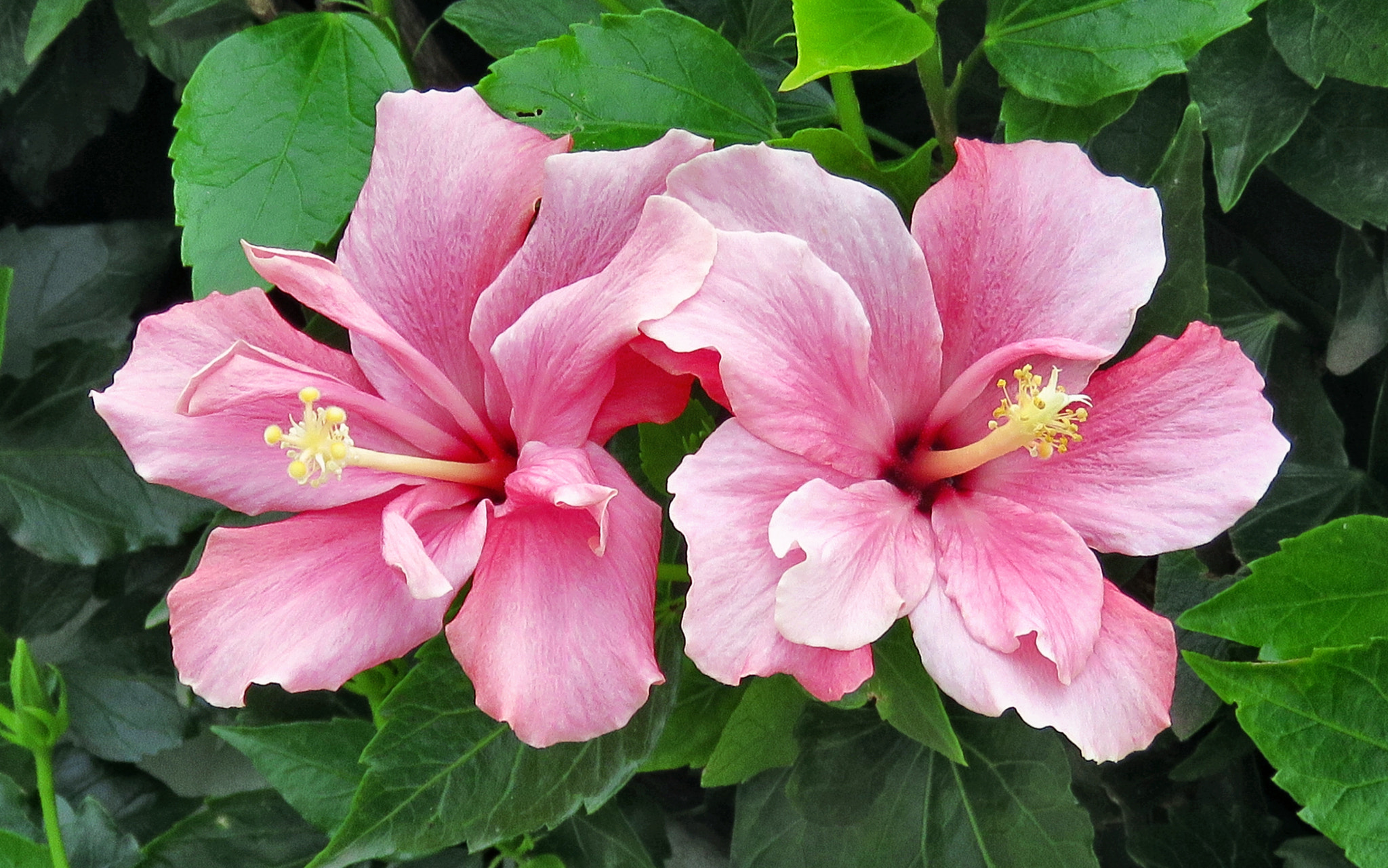 3.8 - 247.0 mm sample photo. Two pink hibiscus flowers in the garden photography