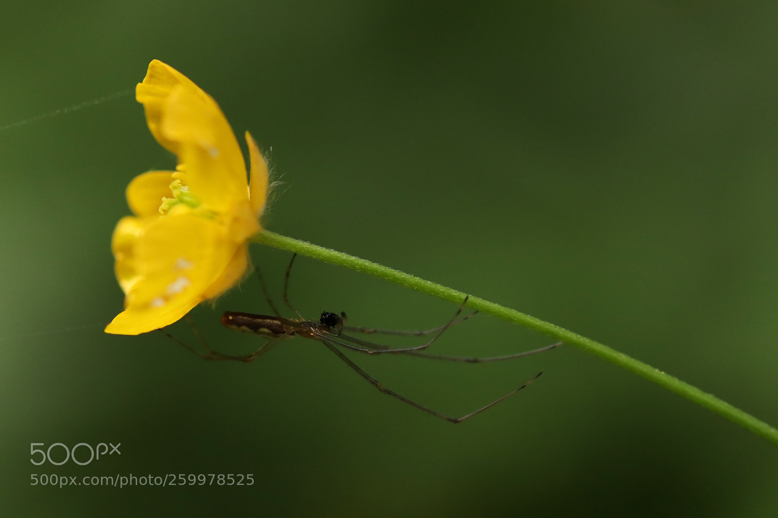 Canon EOS 77D (EOS 9000D / EOS 770D) sample photo. Acrobatic meal! photography