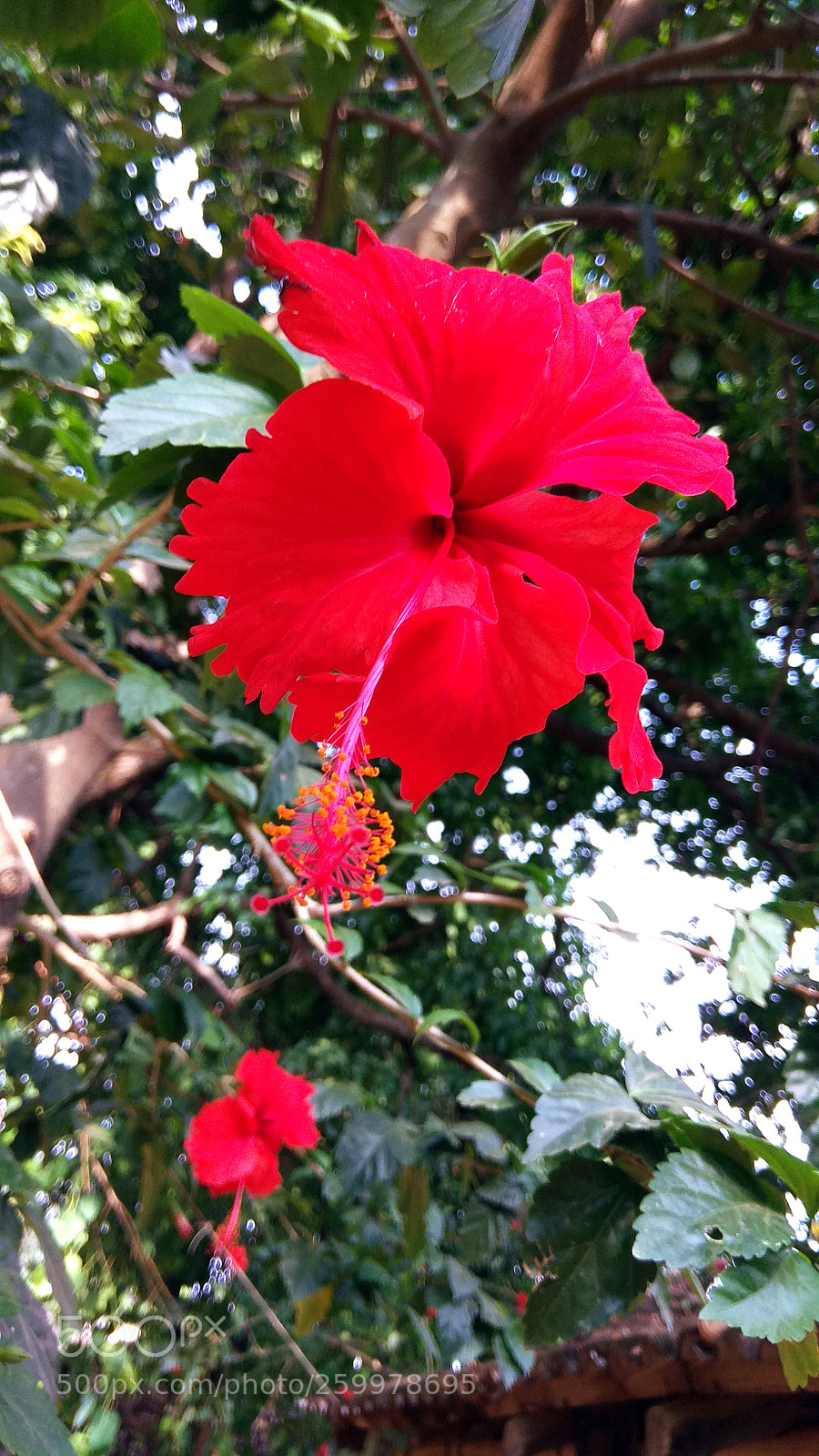 Xiaomi Redmi Note 4 sample photo. Untitled photography