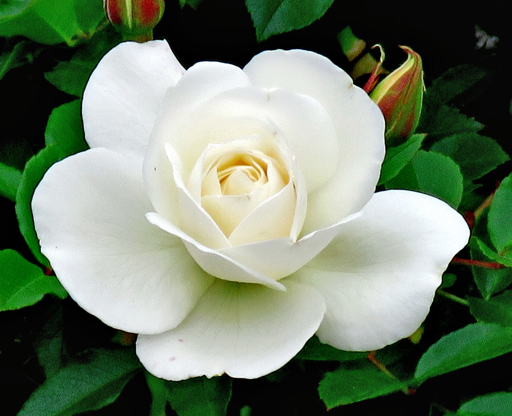 Canon PowerShot SX60 HS + 3.8 - 247.0 mm sample photo. A white rose in the garden photography