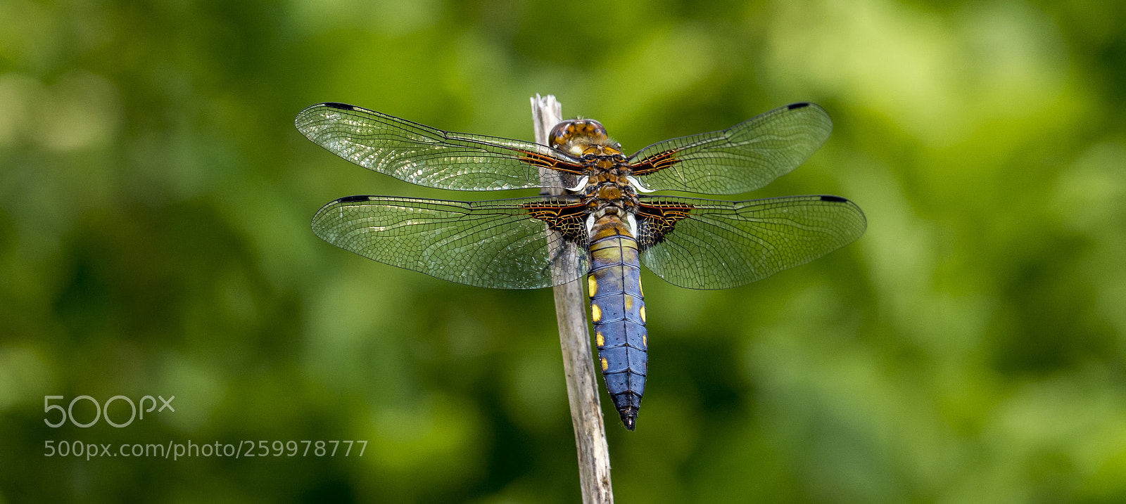 Canon EOS 7D Mark II sample photo. Dragonfly photography